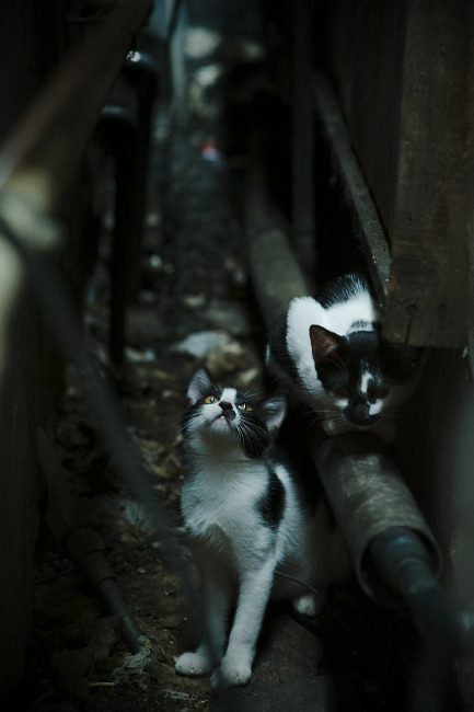 史上最“燃”灌篮比赛,哪个瞬间最令人震撼?,灌篮大赛